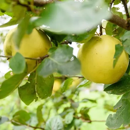 Prachtig Vrijstaand Familiehuis Op Groot Perceel Scherpenzeel (Gelderland)