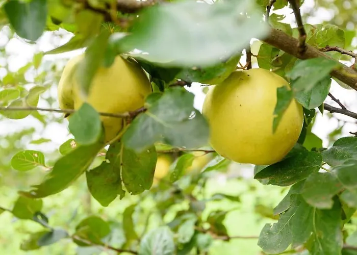 Prachtig Vrijstaand Familiehuis Op Groot Perceel Scherpenzeel (Gelderland)